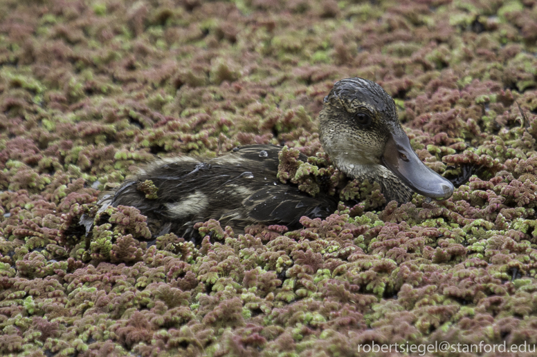 galapagos